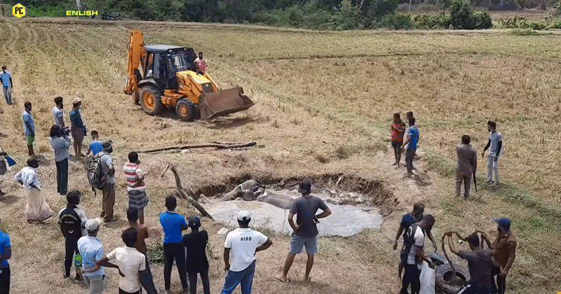 Elephant's 72-Hour Ordeal In Abandoned Well Ends In Miraculous Rescue