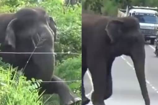 Anand Mahindra, The Prominent Industrialist, Imparts A Valuable Life Lesson Through This Viral Elephant Video